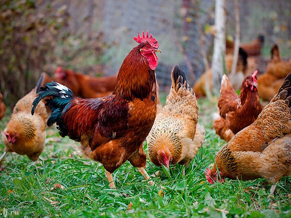 Породы куриц | ЗооТом - продажа, вязка и услуги для животных в Рыльске