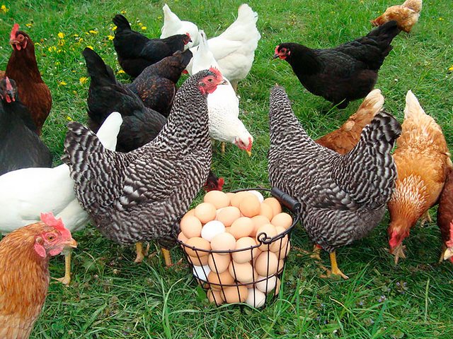 Содержание кур и уход за ними | ЗооТом - продажа, вязка и услуги для животных в Рыльске