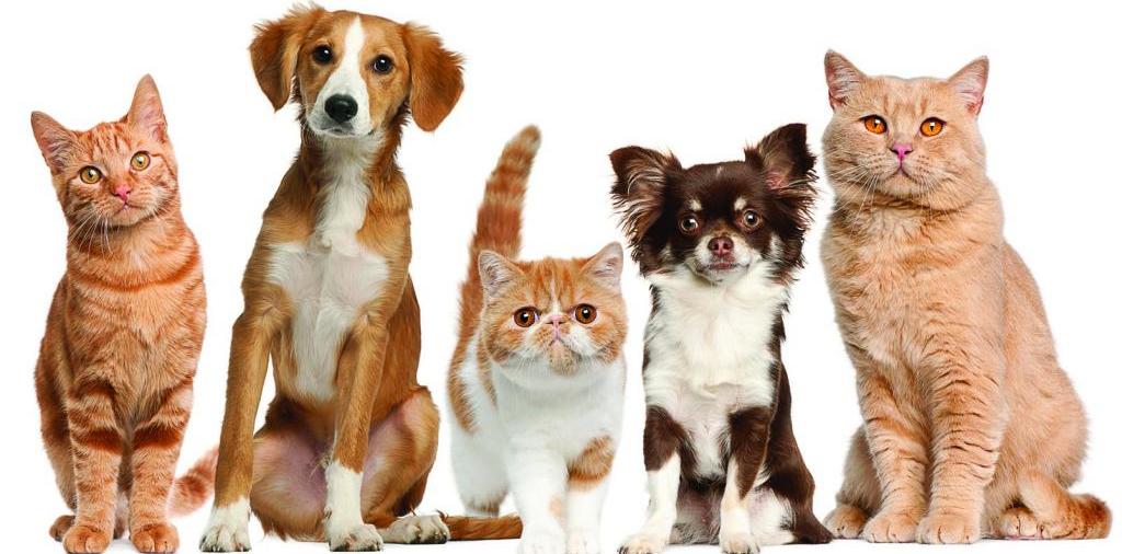 Доска объявлений о животных | ЗооТом - продажа, вязка и услуги для животных в Рыльске