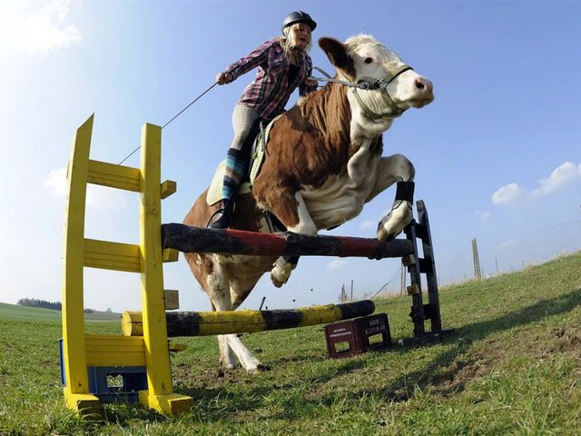Статьи о коровах в Рыльске | ЗооТом портал о животных