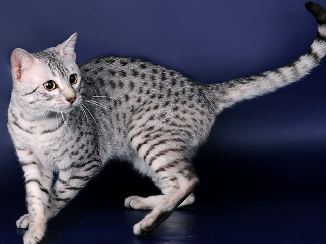 Породы кошек в Рыльске | ЗооТом портал о животных