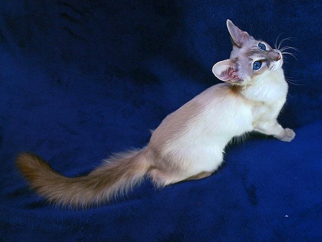 Выведенные породы кошек в Рыльске | ЗооТом портал о животных