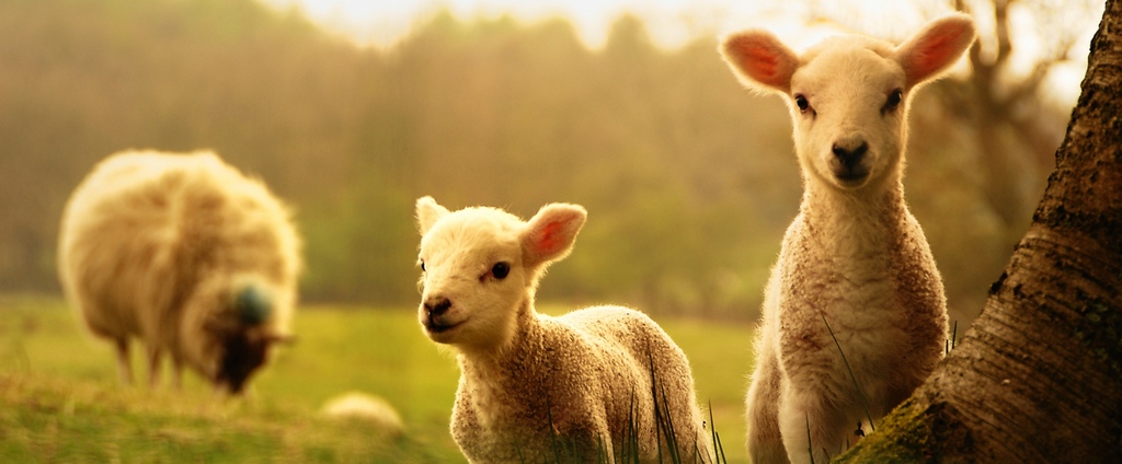Объявления о сельскохозяйственных животных | ЗооТом - продажа, вязка и услуги для животных в Рыльске