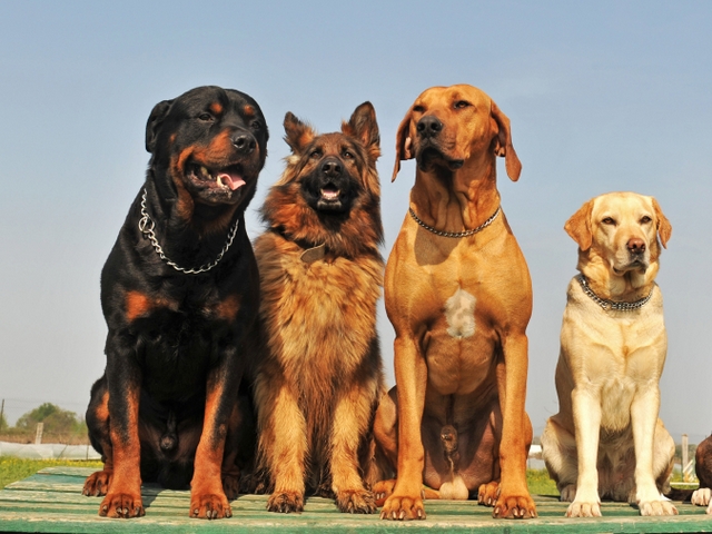 Крупные породы собак в Рыльске | ЗооТом портал о животных